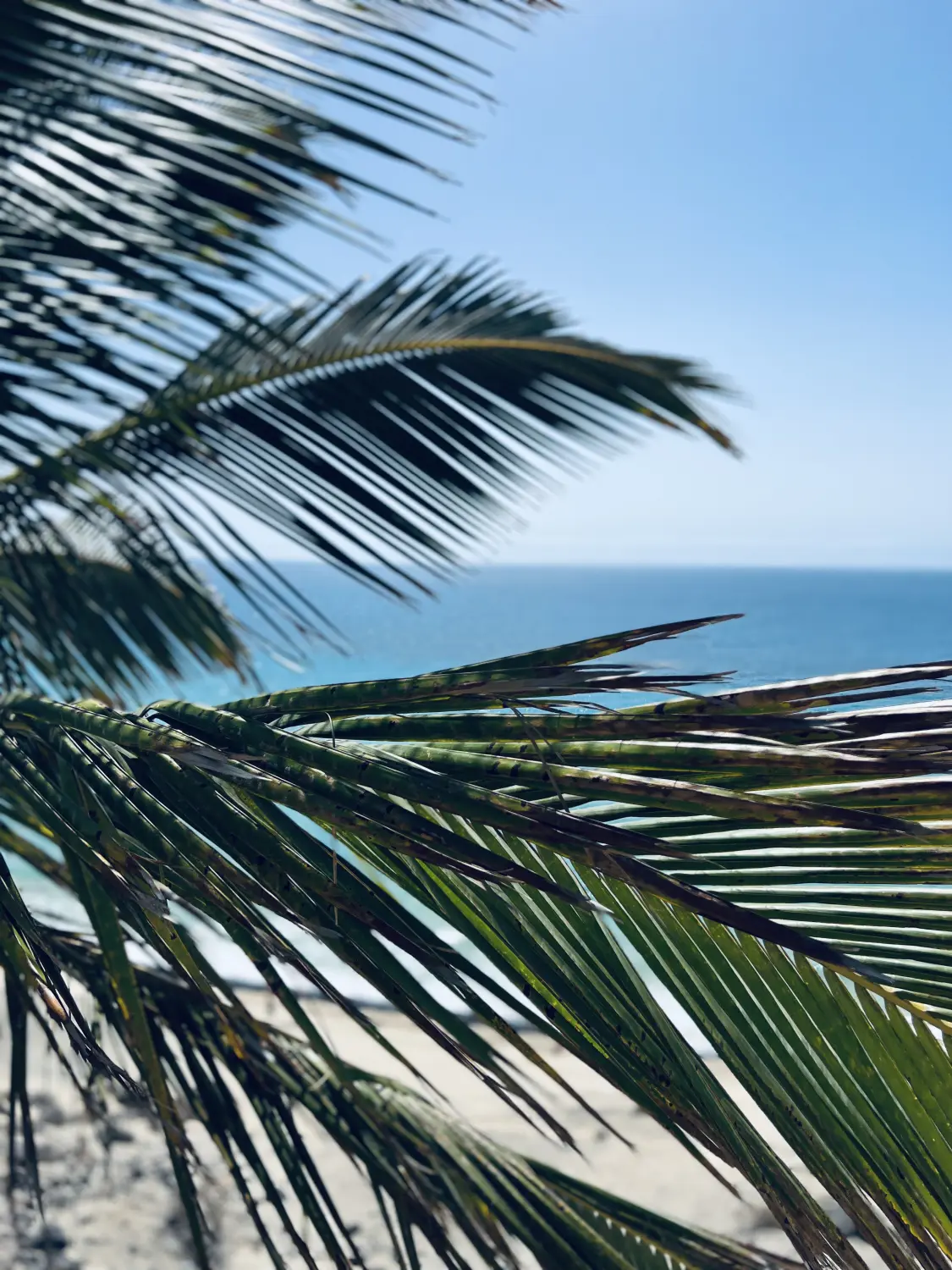 Oceania Sugarhouse – Meerblick durch die Palmenblätter